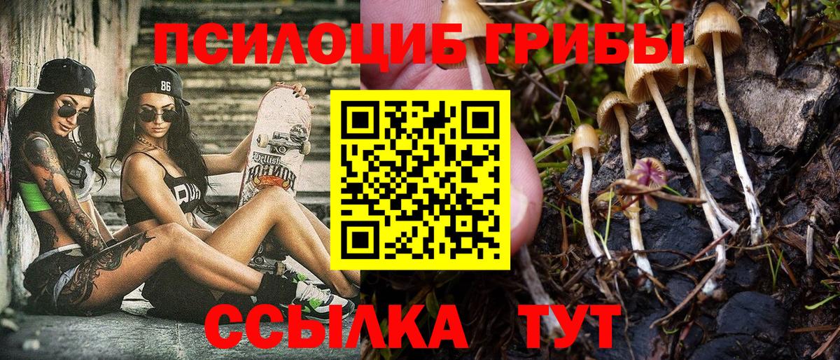 Галлюциногенные грибы Psilocybe Ишим